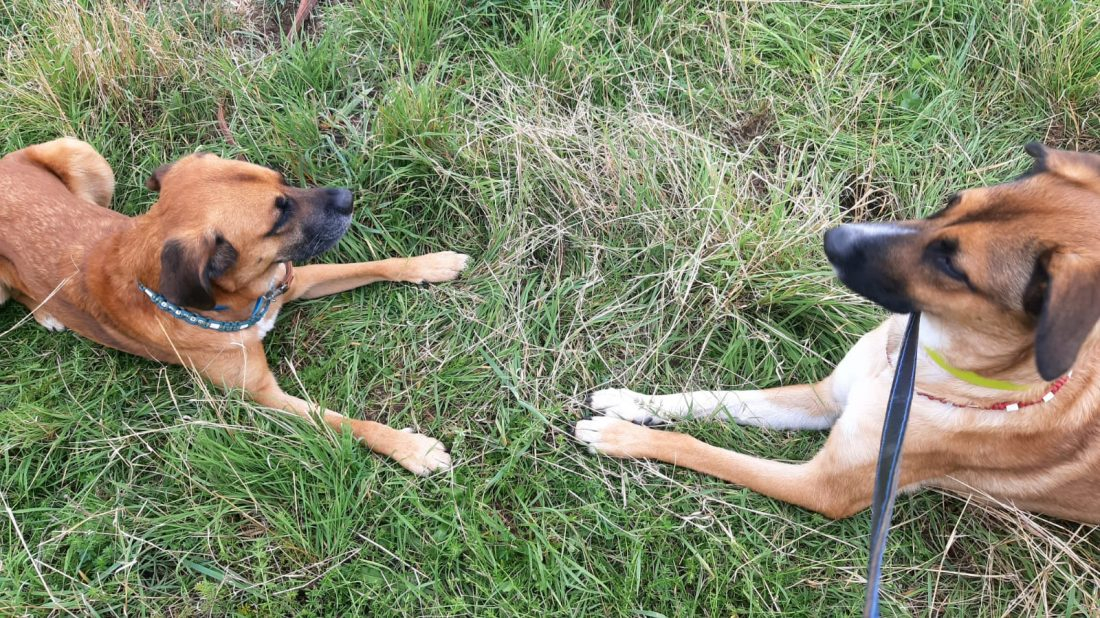 Freilauf, Verhaltensbeobachtung und Videoanalyse